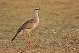 Red-legged Seriema